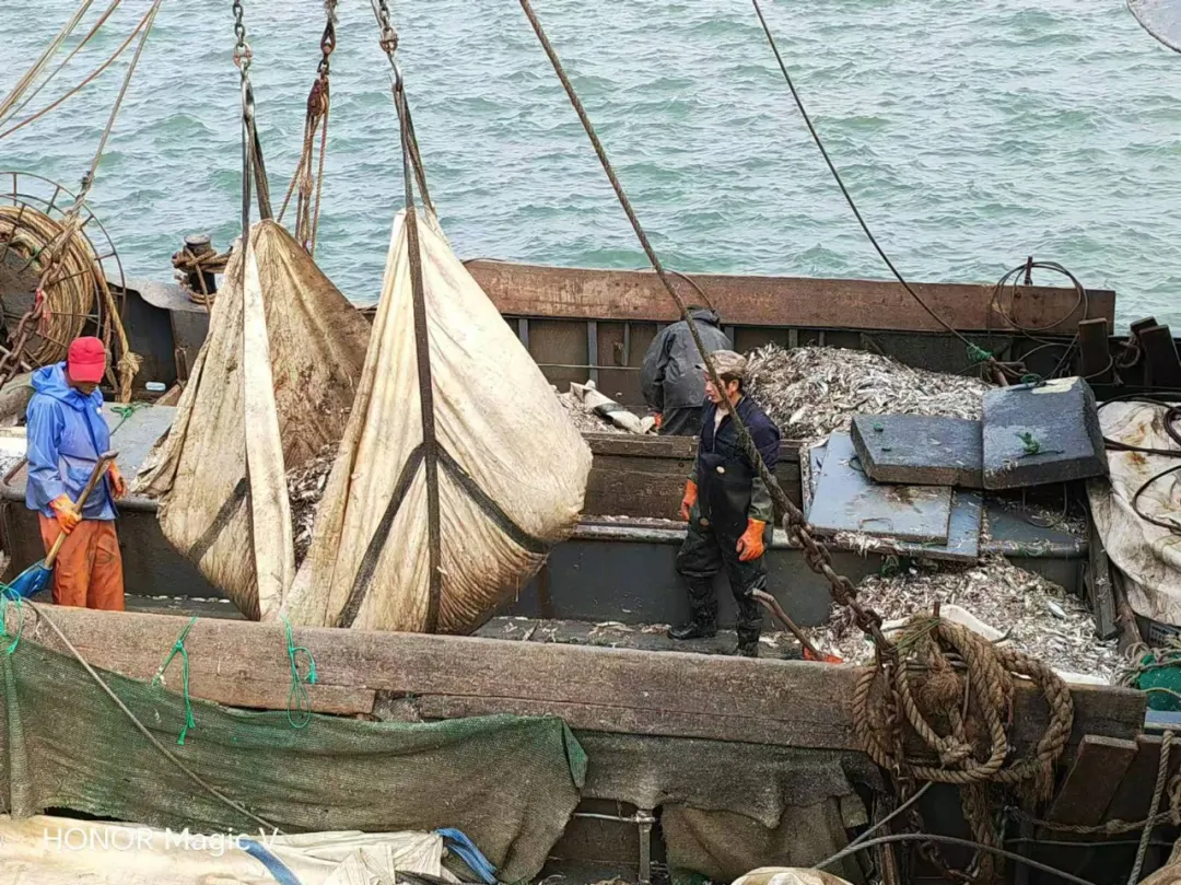 源頭直采，品質(zhì)保證：中原邦農(nóng)董事親赴漁港，源頭把控魚(yú)粉品質(zhì)，助力飼料品質(zhì)升級(jí)！